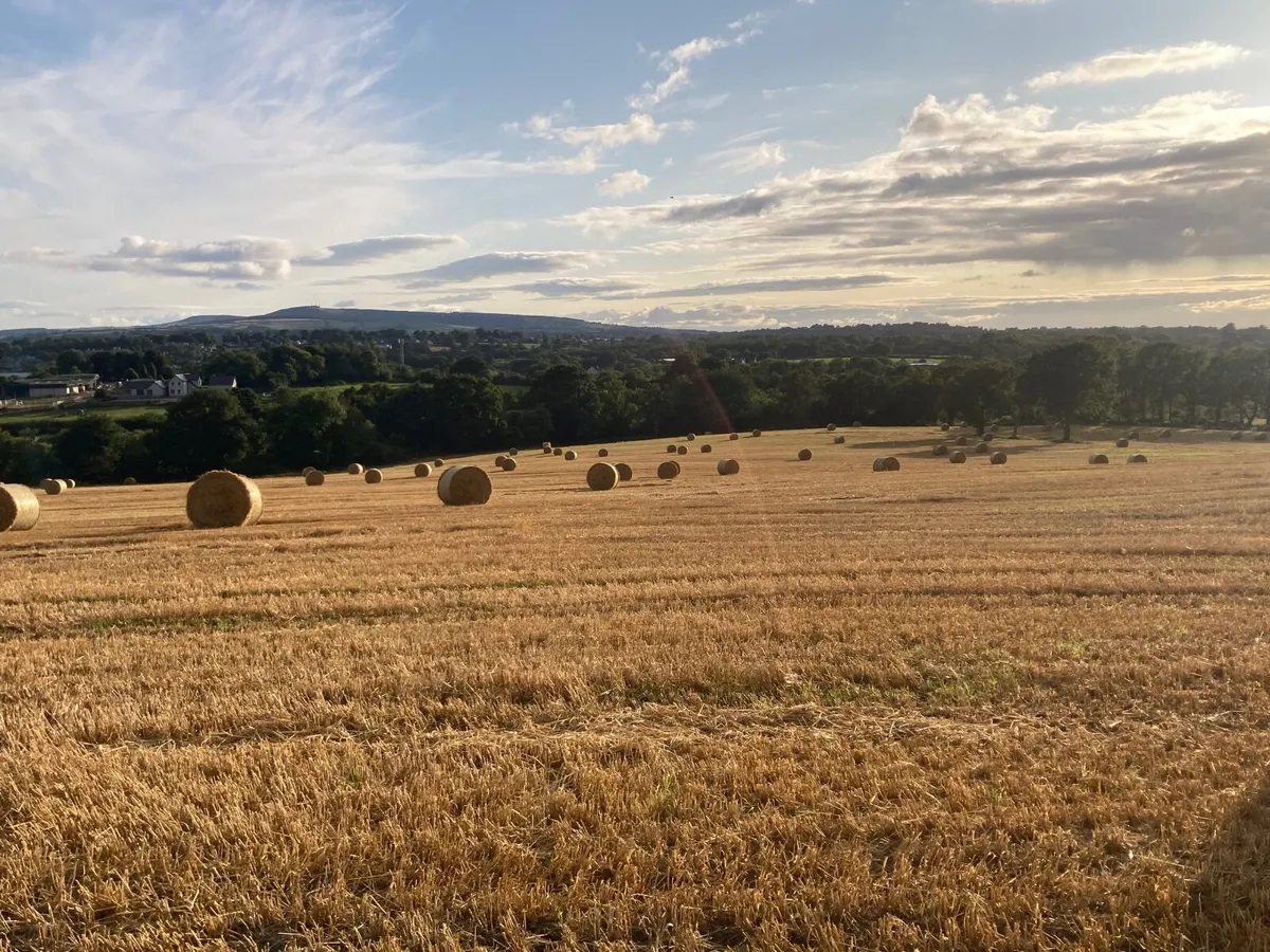 Round Bales of Spring Barley Straw - Image 3