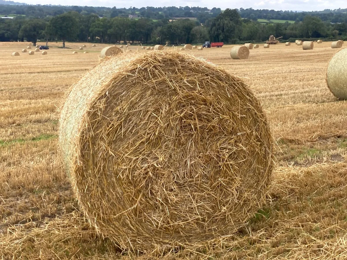 Round Bales of Spring Barley Straw - Image 1