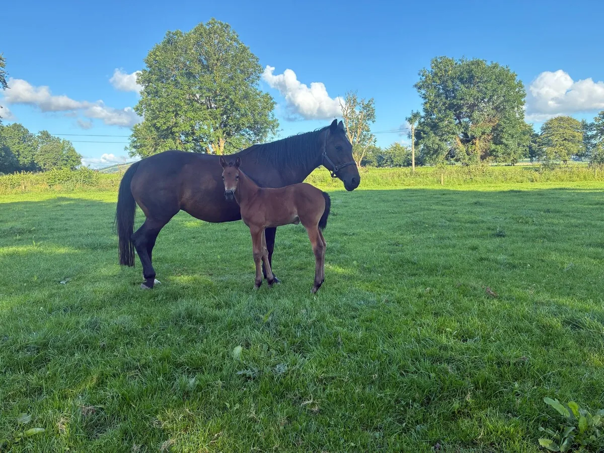 Master imp broodmare - Image 1