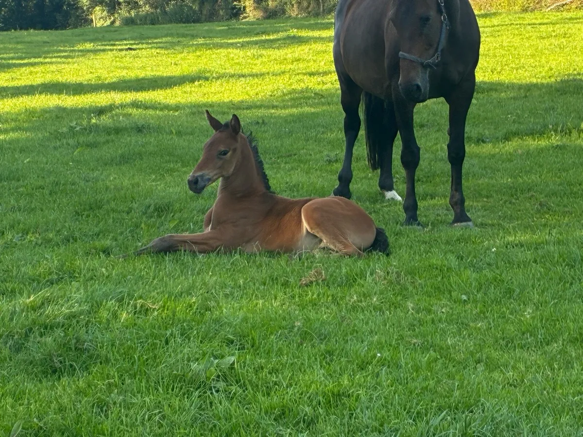 Master imp broodmare - Image 2