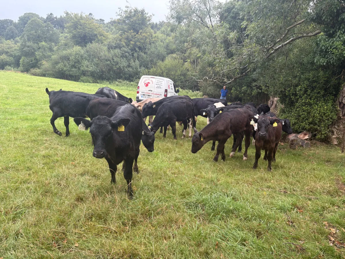 22 Reared Bull calves - Image 4