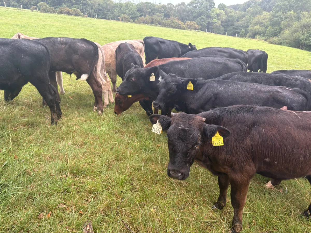 22 Reared Bull calves - Image 3