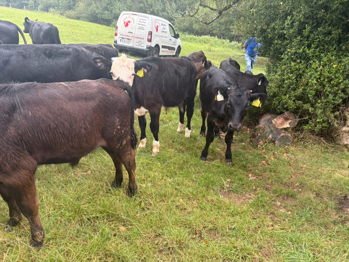 22 Reared Bull calves - Image 1