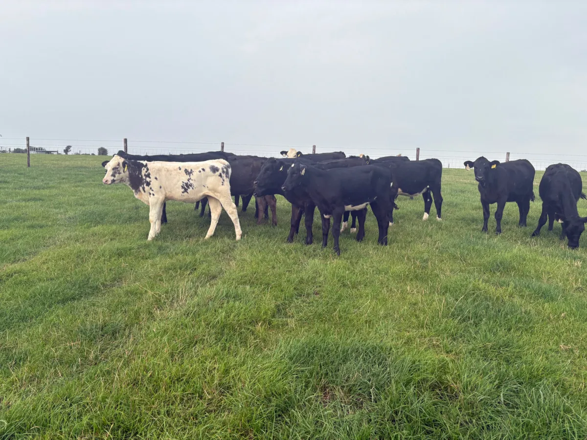 20 reared heifer calves (4 months old ) - Image 4