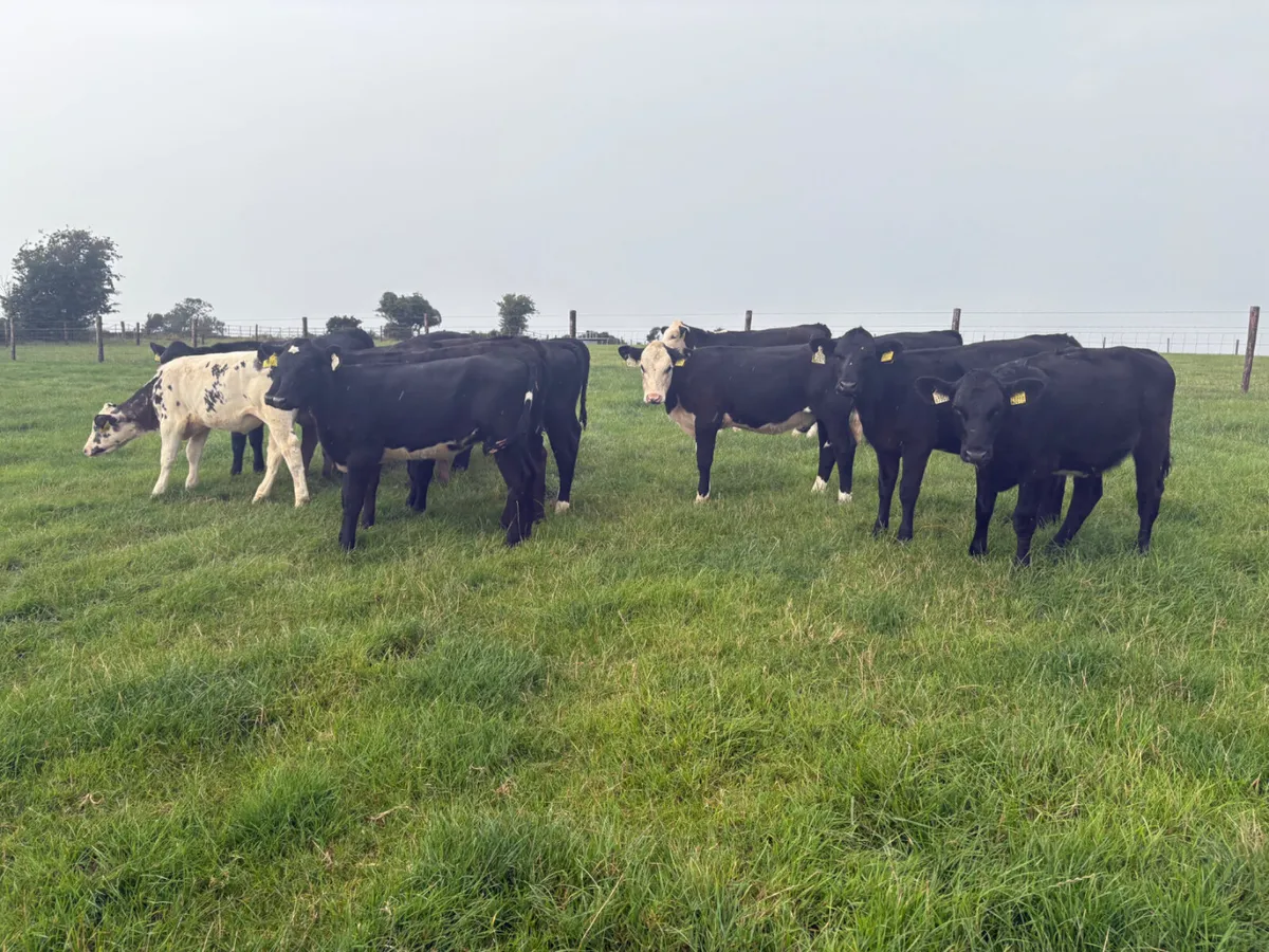 20 reared heifer calves (4 months old ) - Image 3