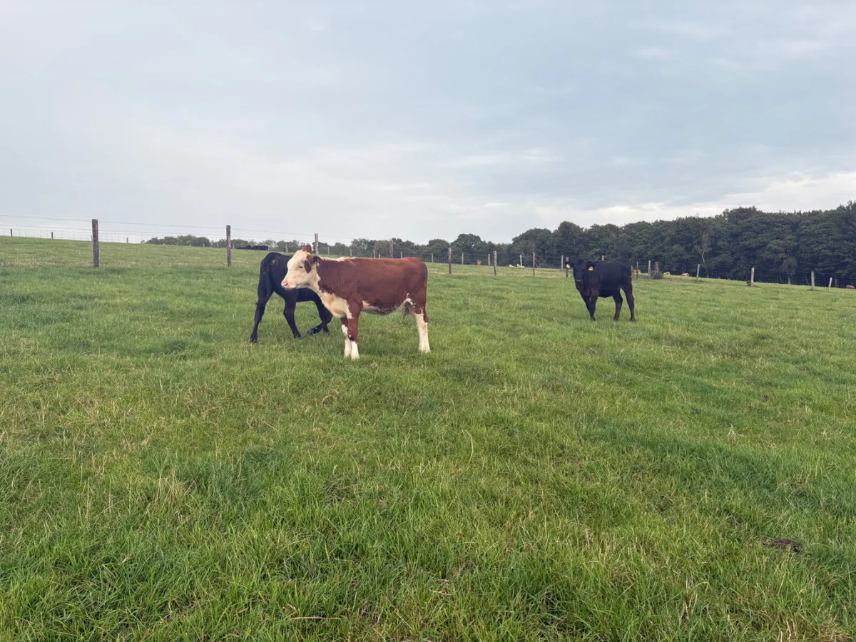 20 reared heifer calves (4 months old ) - Image 2