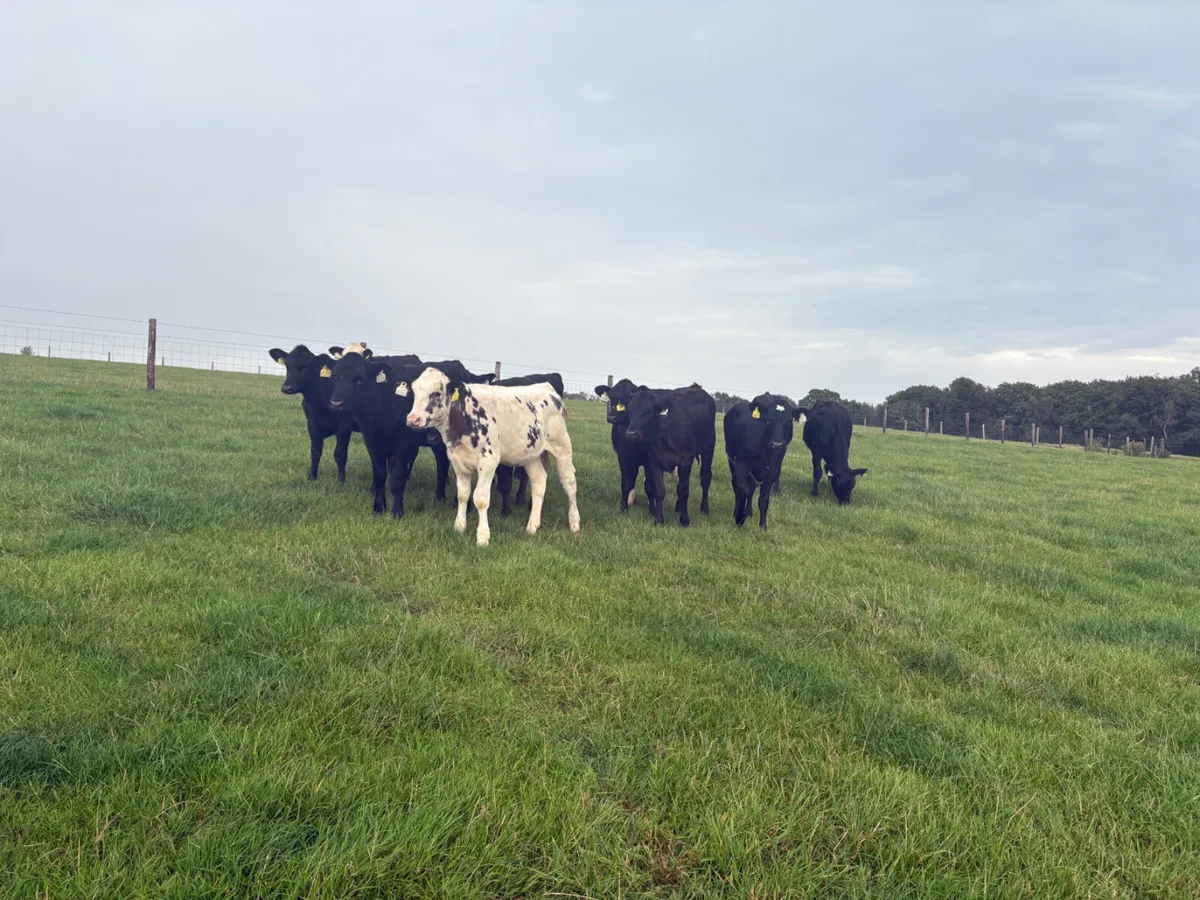 20 reared heifer calves (4 months old ) - Image 1