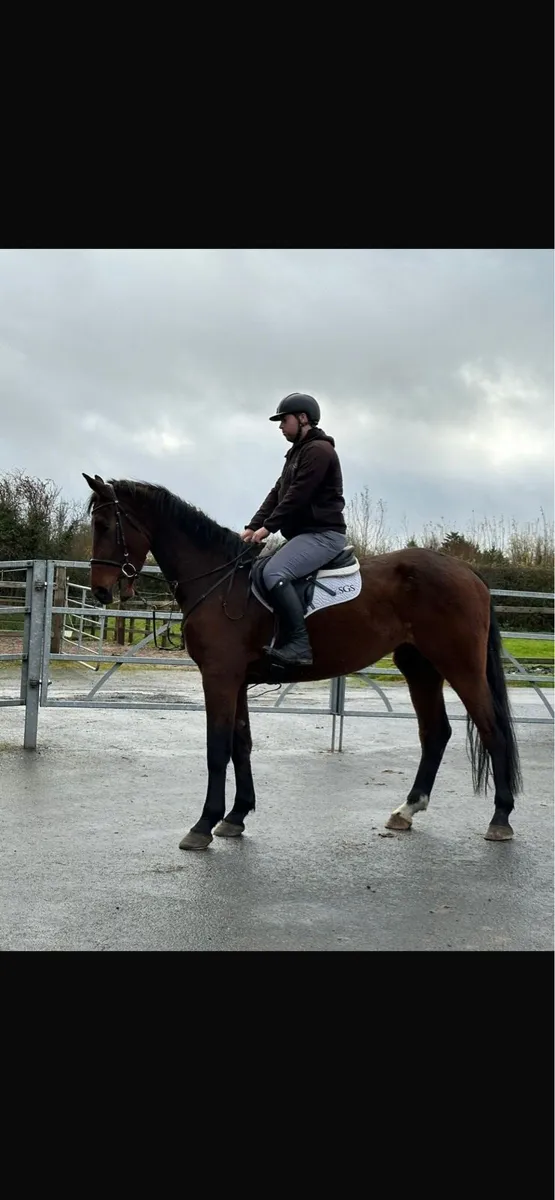 5year old gelding