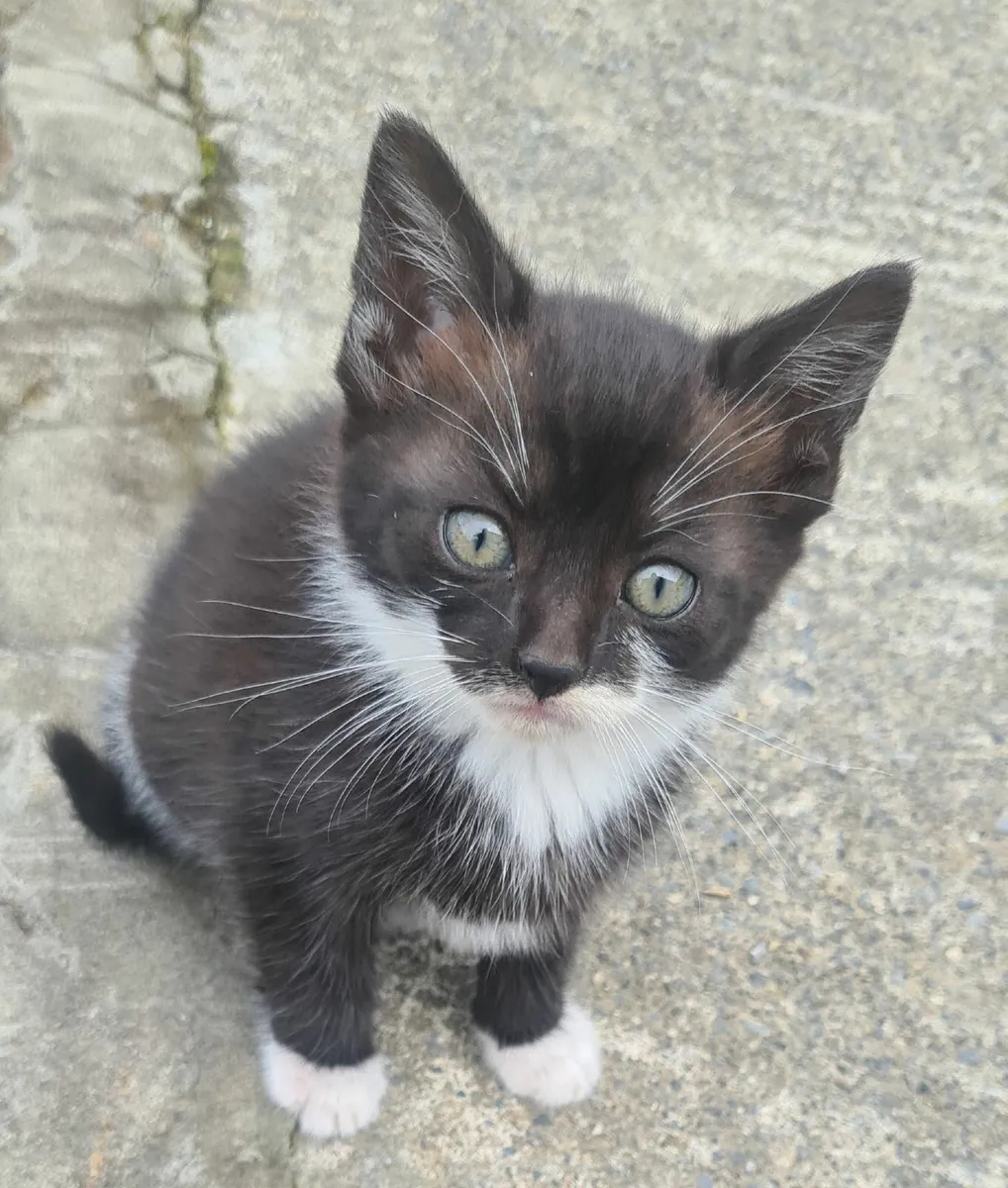 Kittens - Image 2