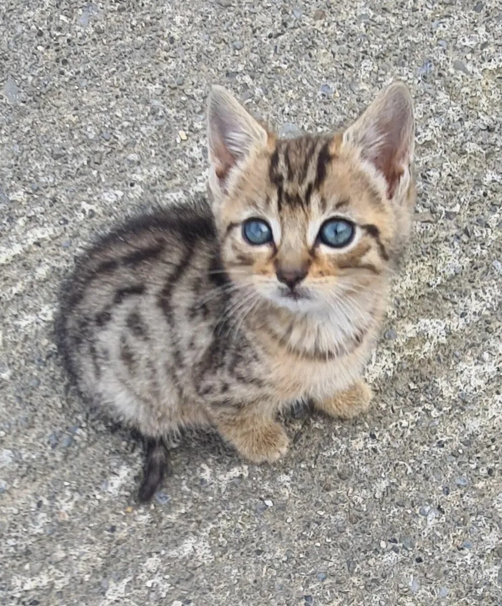 Kittens - Image 3