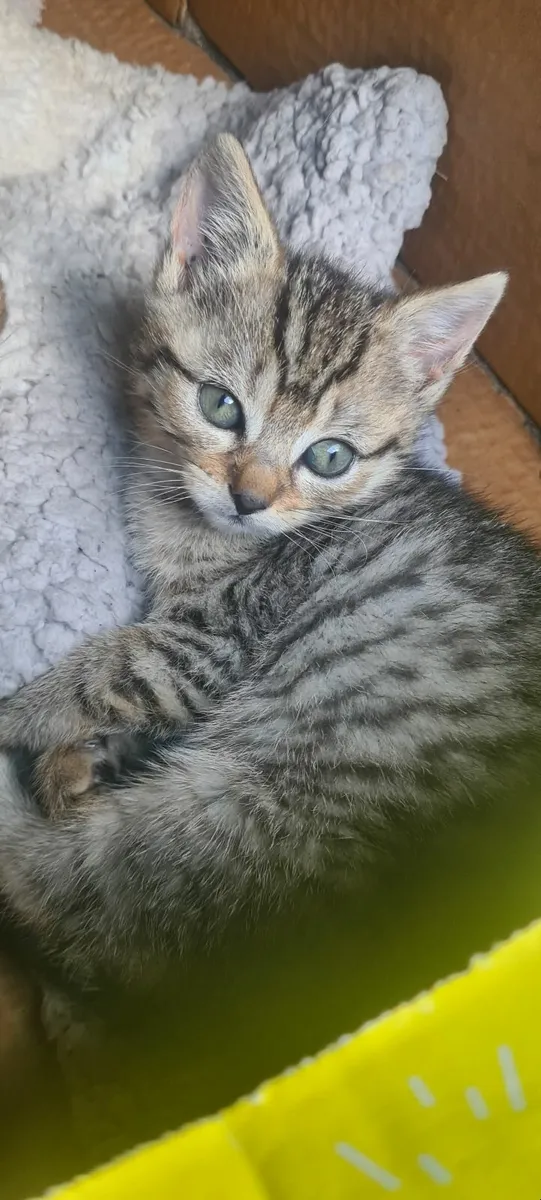Kittens - Image 4