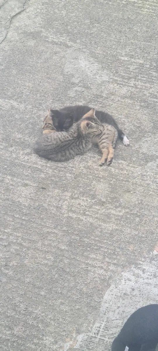 Kittens - Image 1