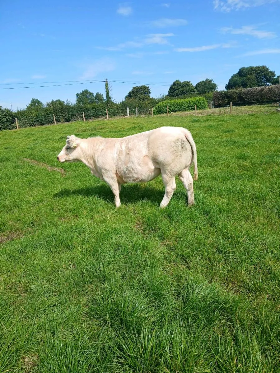Belgium blue heiffer - Image 1