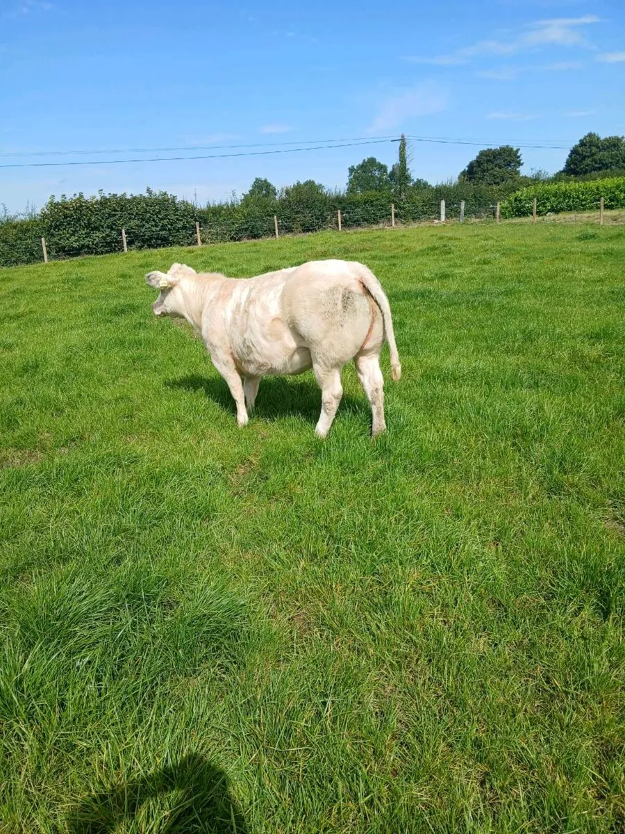 Belgium blue heiffer - Image 3