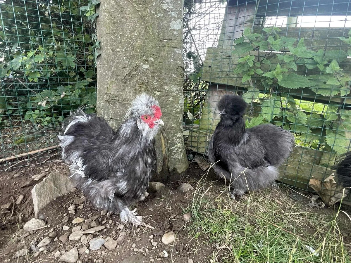USA Silkies - Image 1