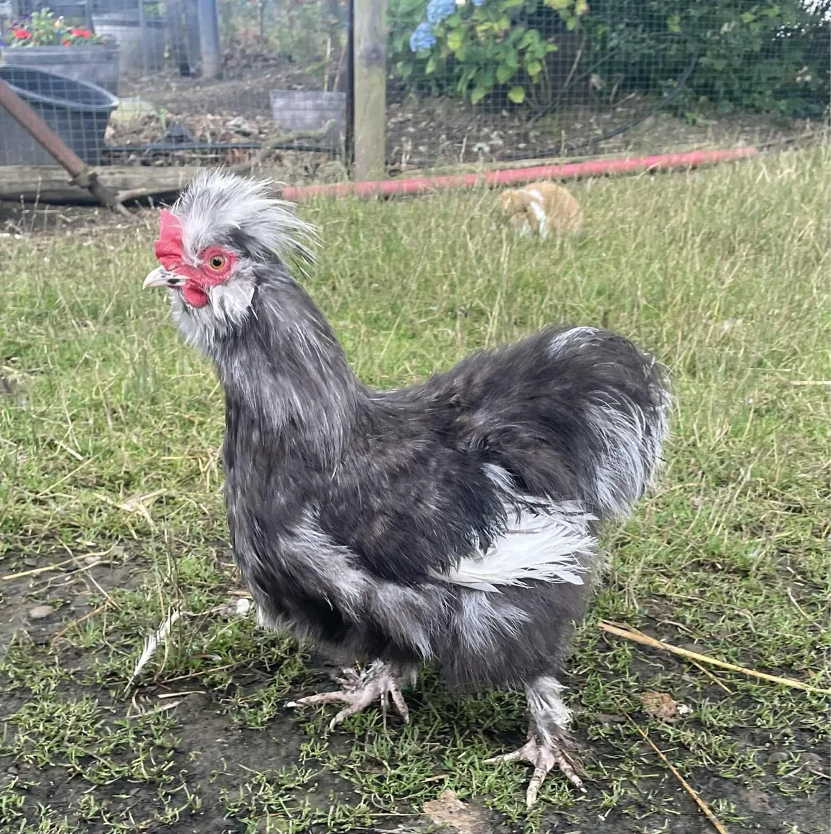 USA Silkies - Image 2