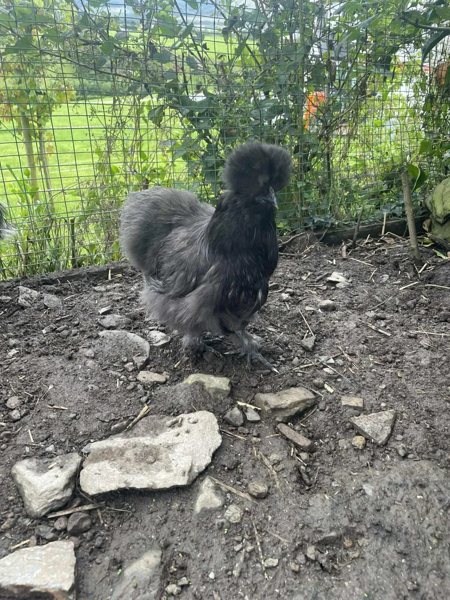 USA Silkies - Image 3
