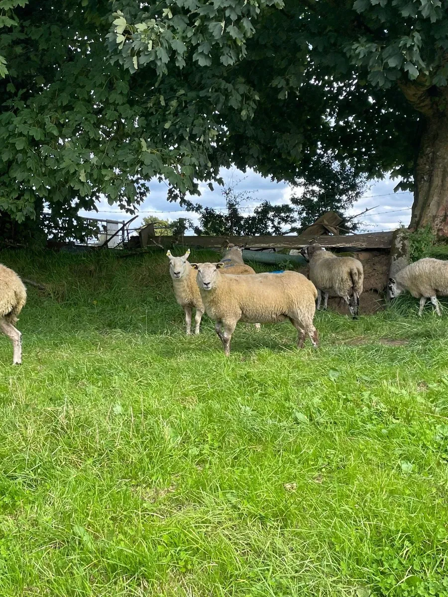 Hoggets - Image 1