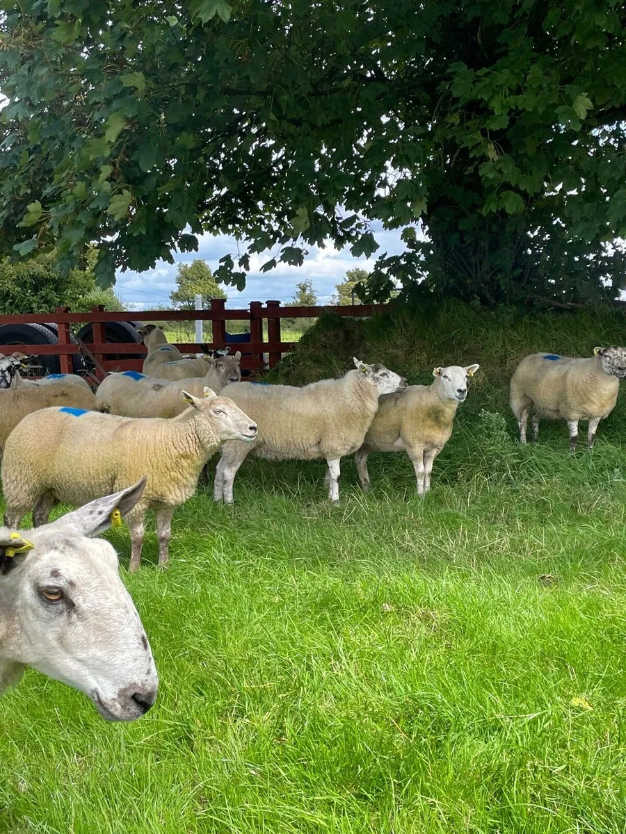 Hoggets - Image 2