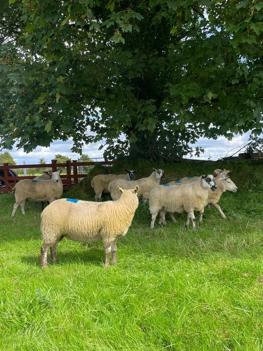 Hoggets - Image 3