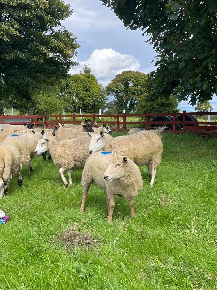 Hoggets - Image 4