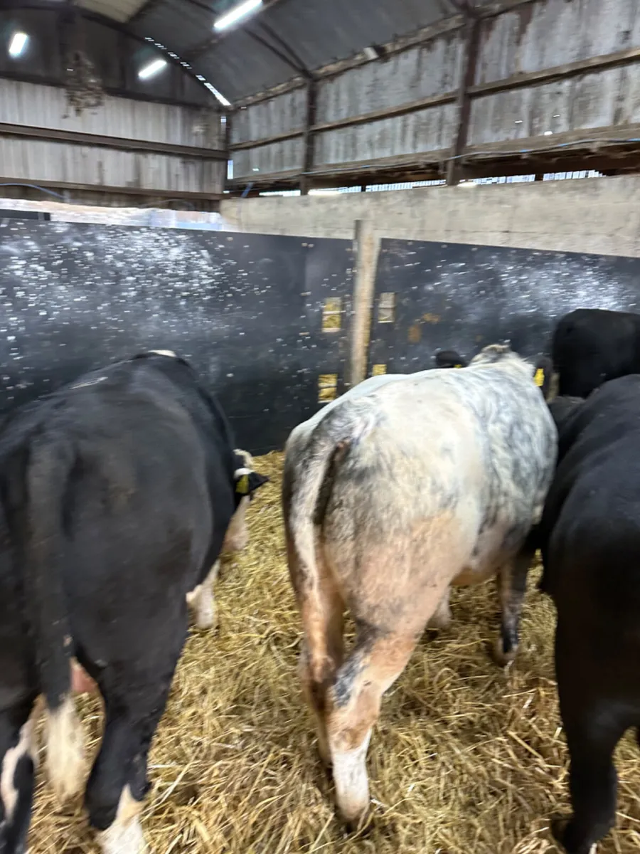 Angus and Hereford bulls - Image 4