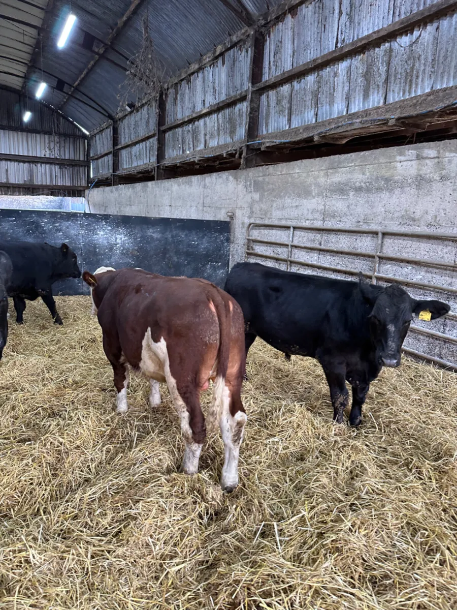 Angus and Hereford bulls - Image 2