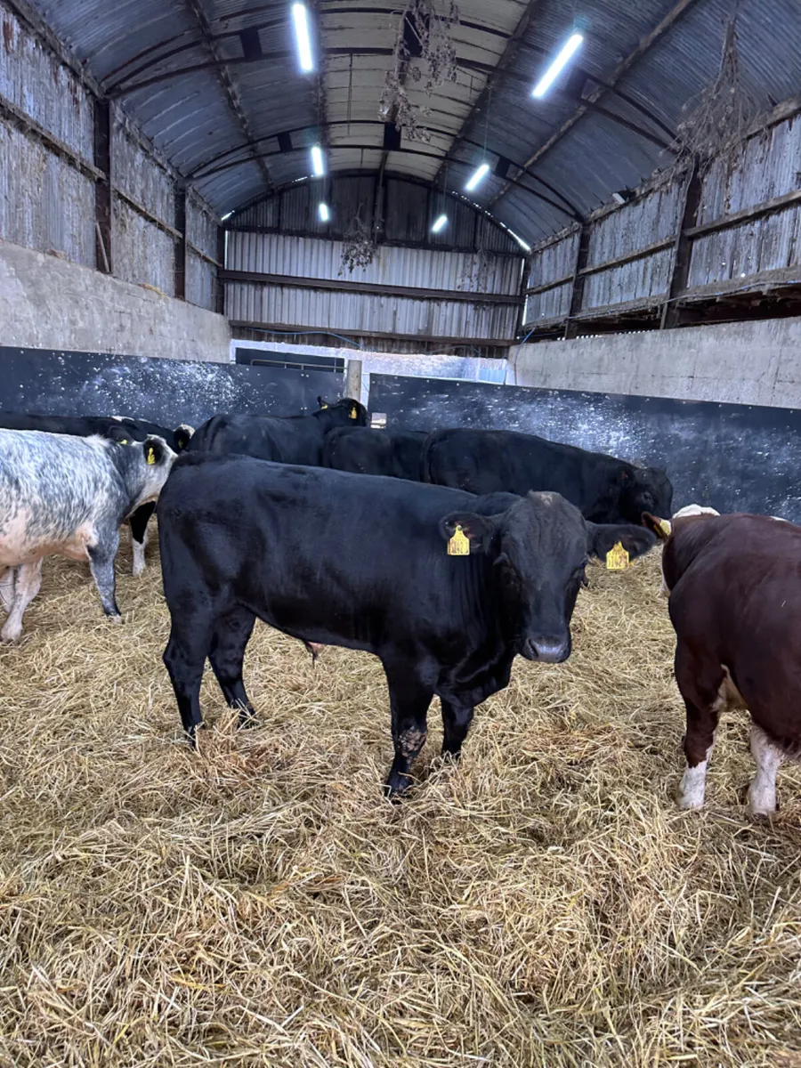 Angus and Hereford bulls - Image 3