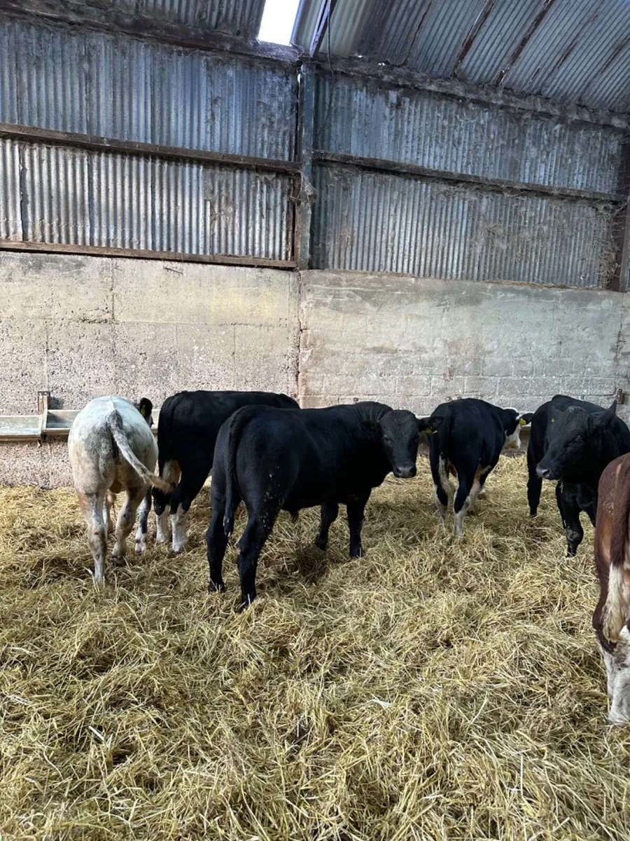 Angus and Hereford bulls - Image 1
