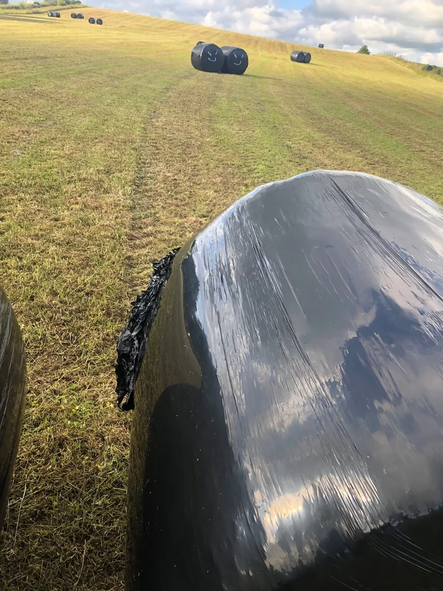 70+ Silage bales - Image 1
