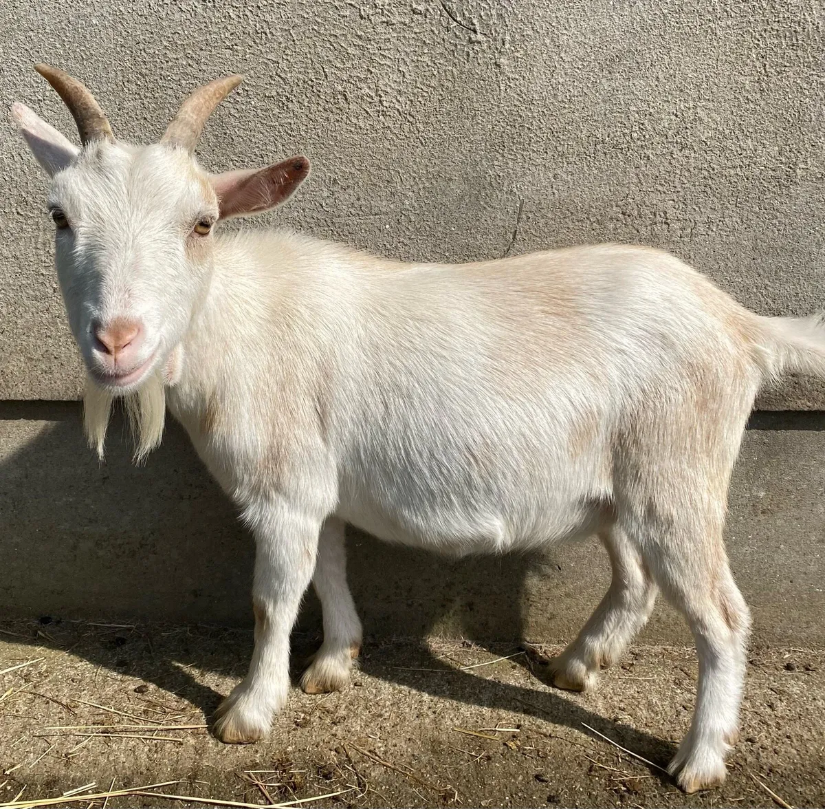 Pygmy Goats - Image 1