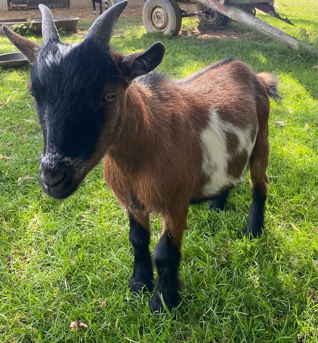 Pygmy Goats - Image 2