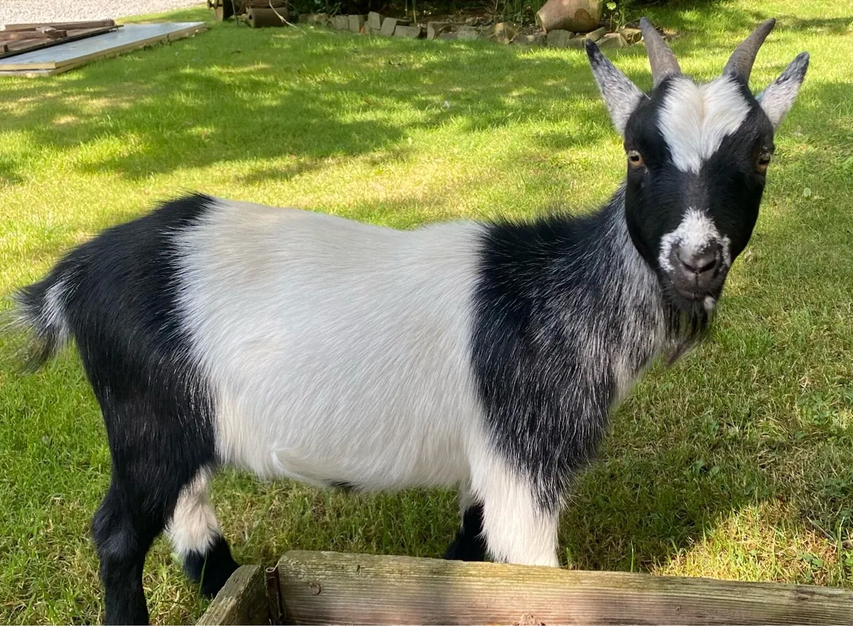 Pygmy Goats - Image 3