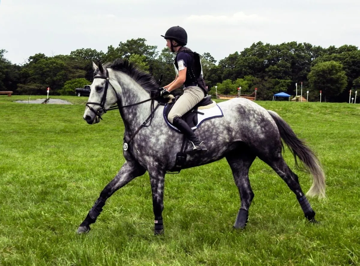 **WANTED** Horse