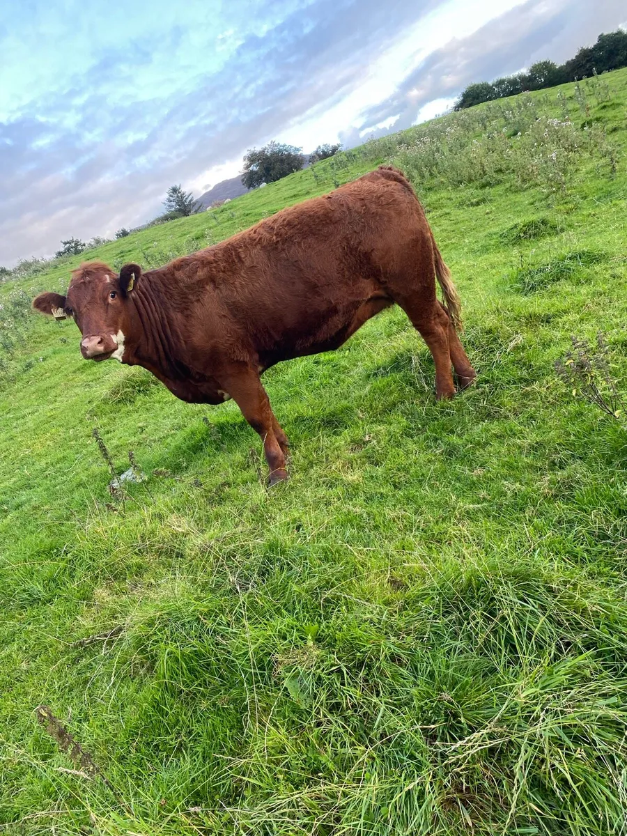 5 star Breeding heifer - Image 1