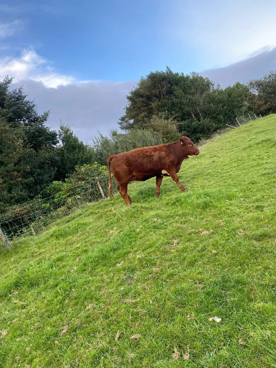 5 star Breeding heifer - Image 2