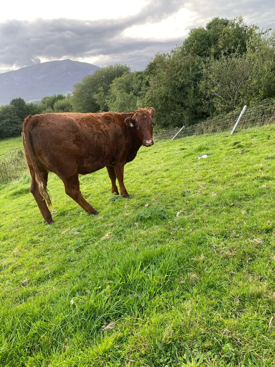 5 star Breeding heifer - Image 3