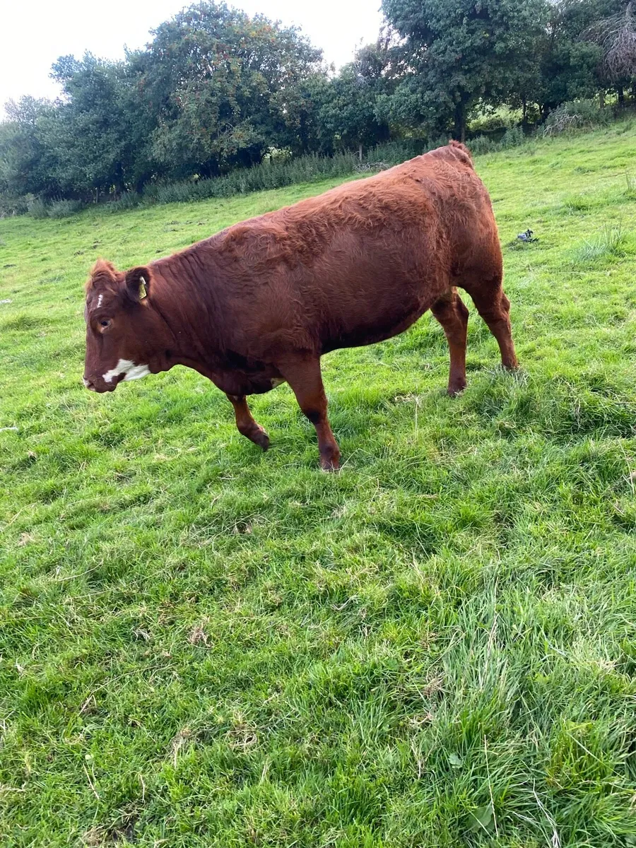 5 star Breeding heifer - Image 4