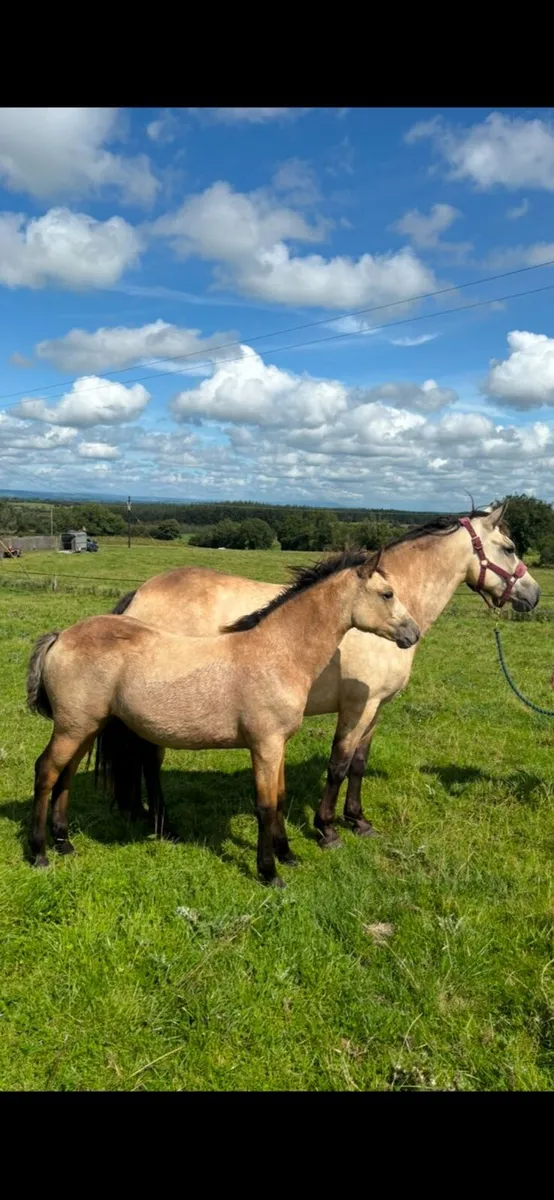 Dun connemara filly foal - Image 1