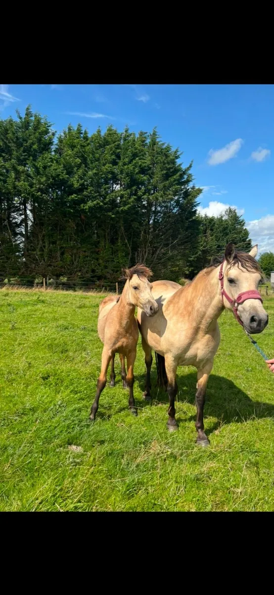 Dun connemara filly foal - Image 2