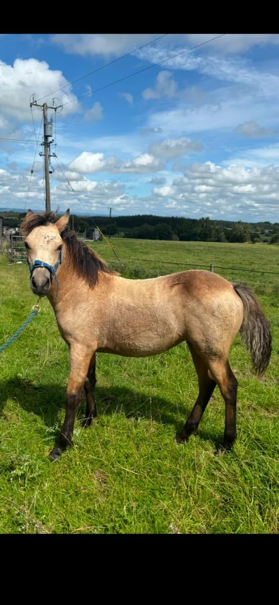 Dun connemara filly foal - Image 3
