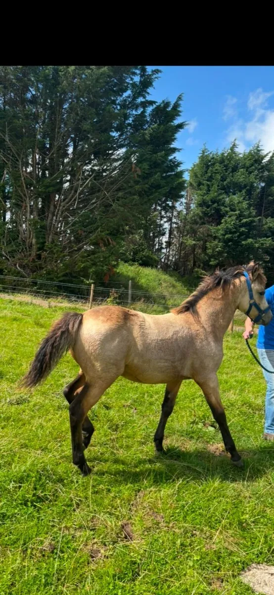 Dun connemara filly foal - Image 4