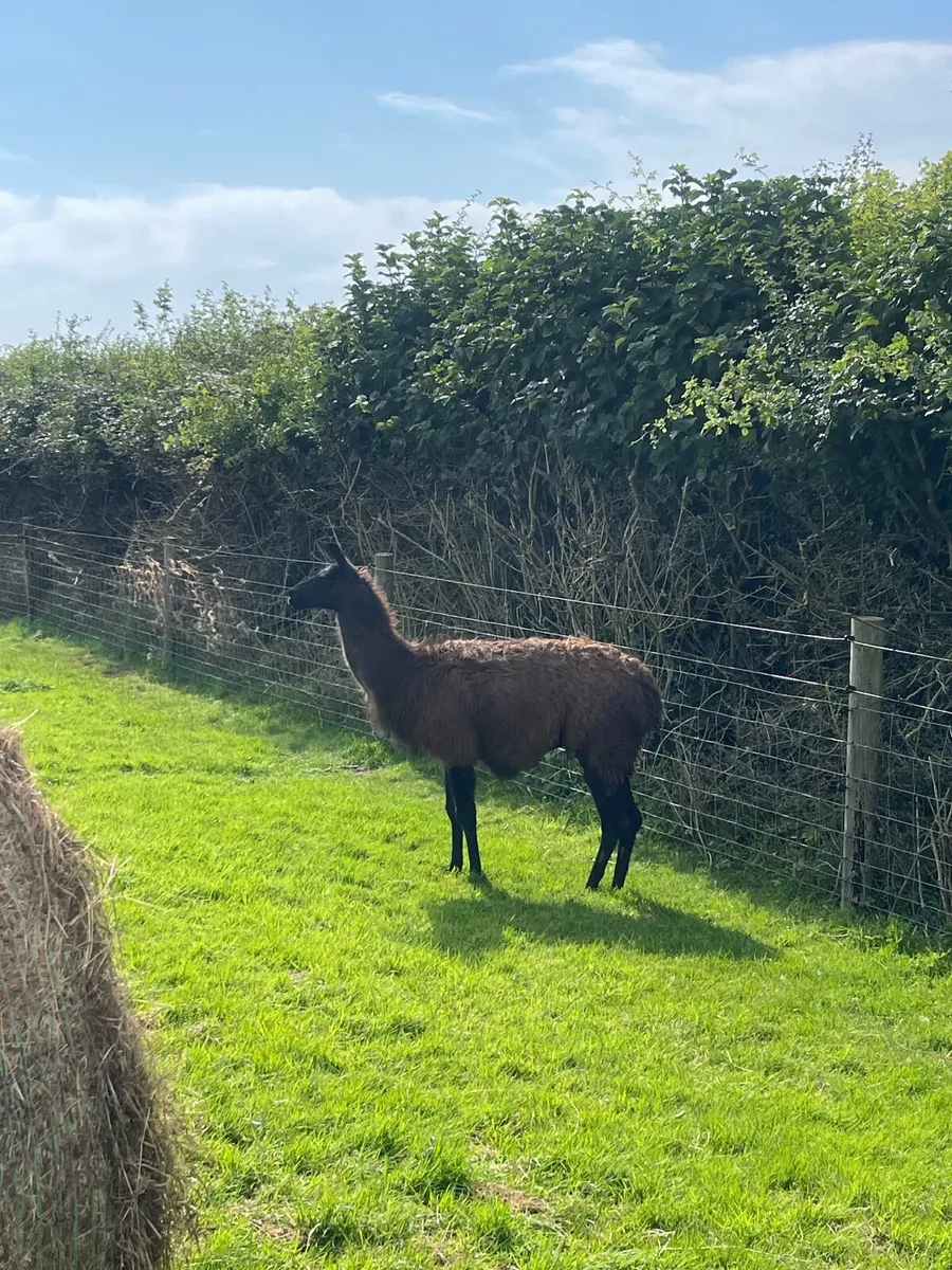 Llama - Image 2