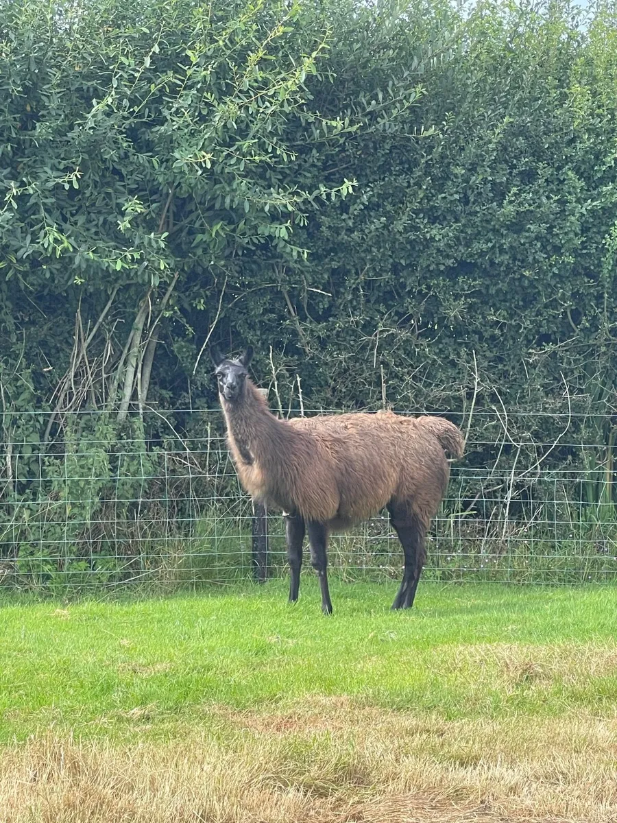 Llama - Image 1