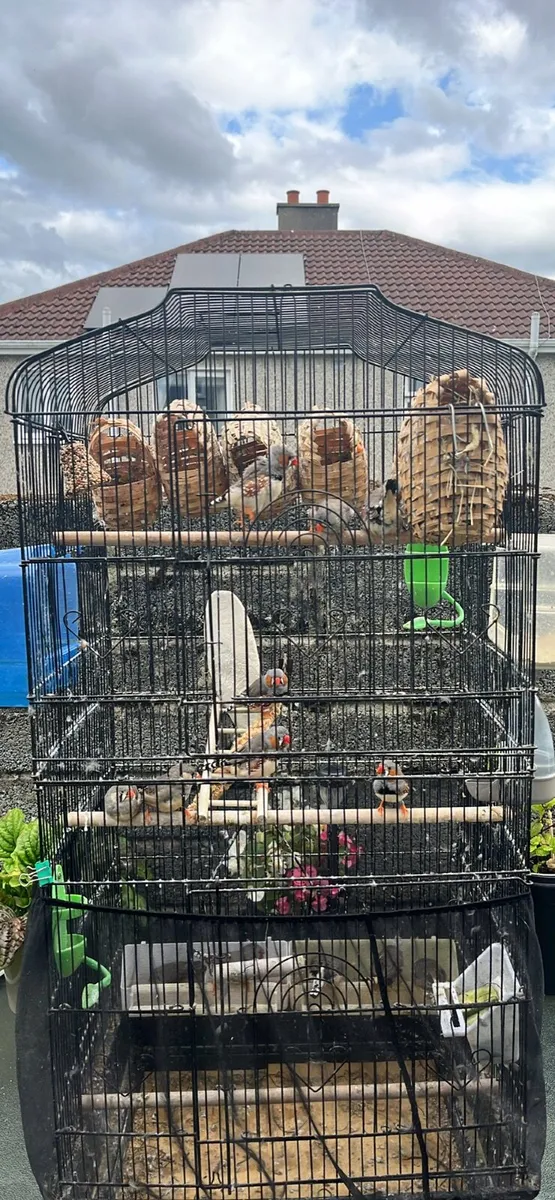 Zebra Finches