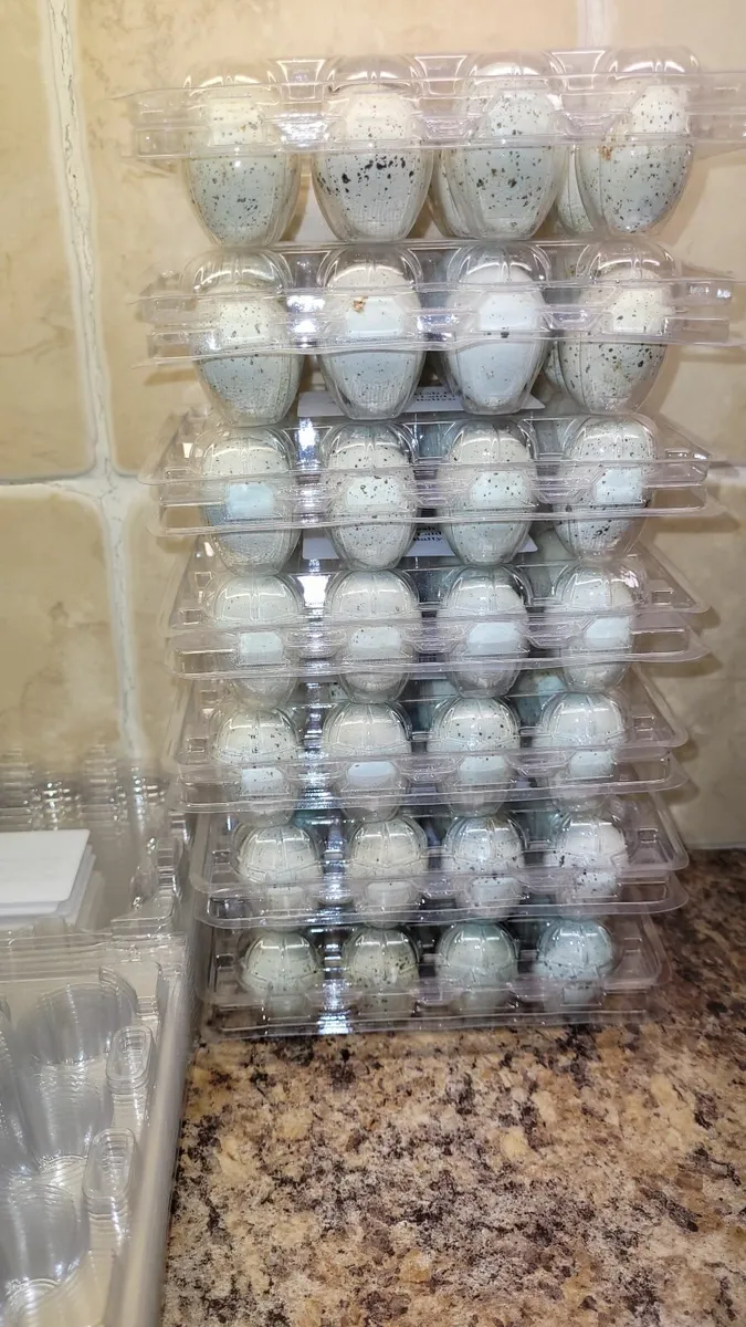 Quail Eggs