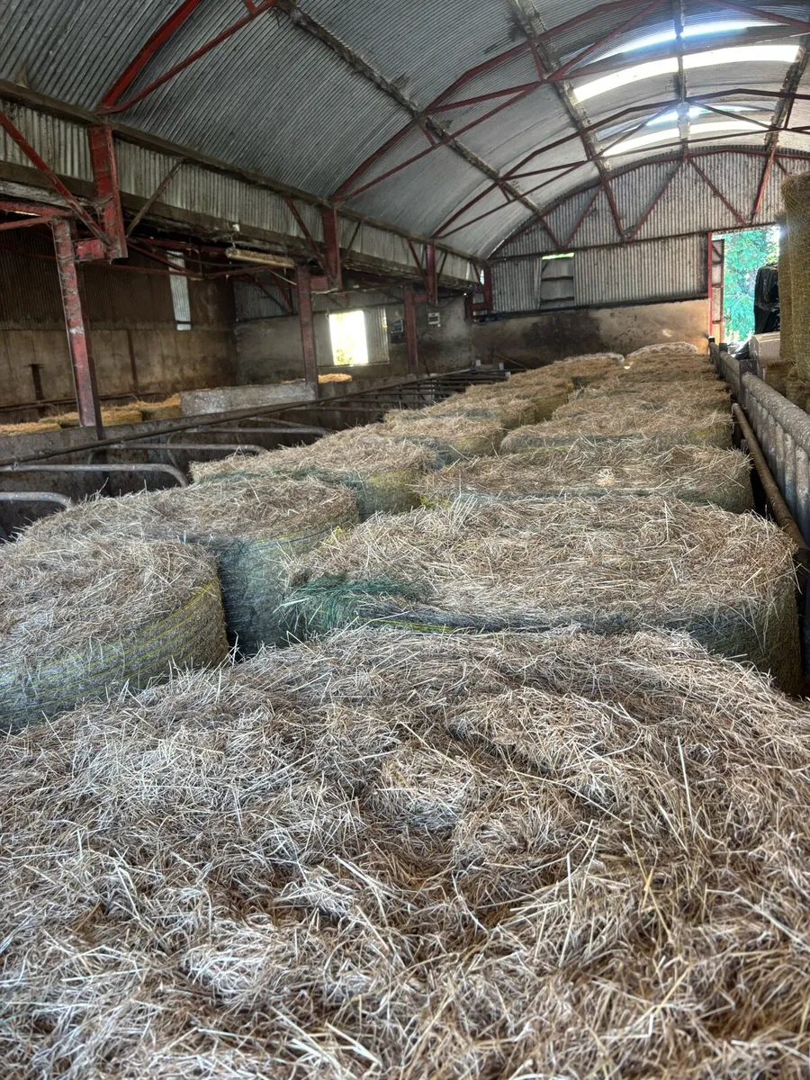 Hay for sale - Image 2