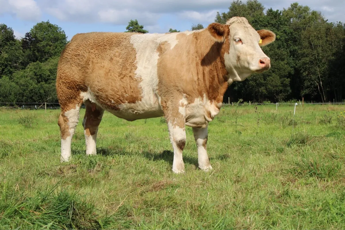 Pedigree Simmental In Calf Heifer - Image 1