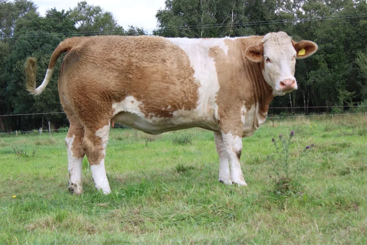 Pedigree Simmental In Calf Heifer - Image 2