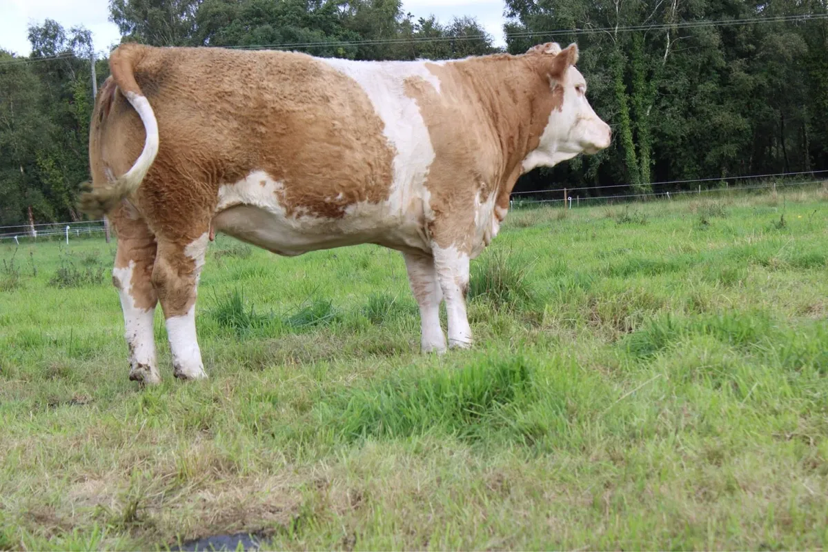 Pedigree Simmental In Calf Heifer - Image 3
